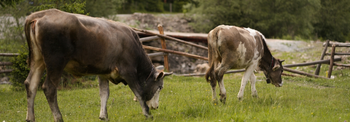 cleaning dairy processing facilities