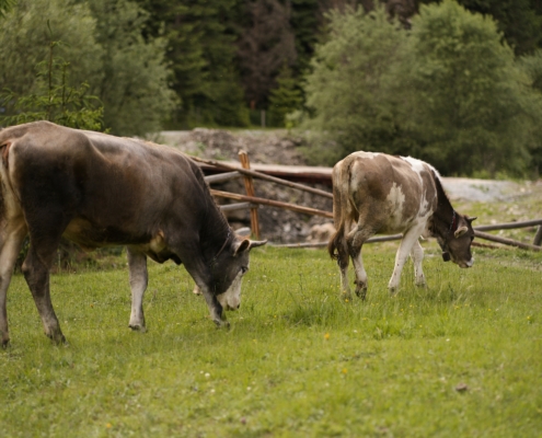 cleaning dairy processing facilities