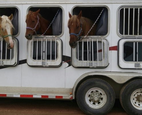 cleaning livestock trailers