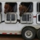 cleaning livestock trailers